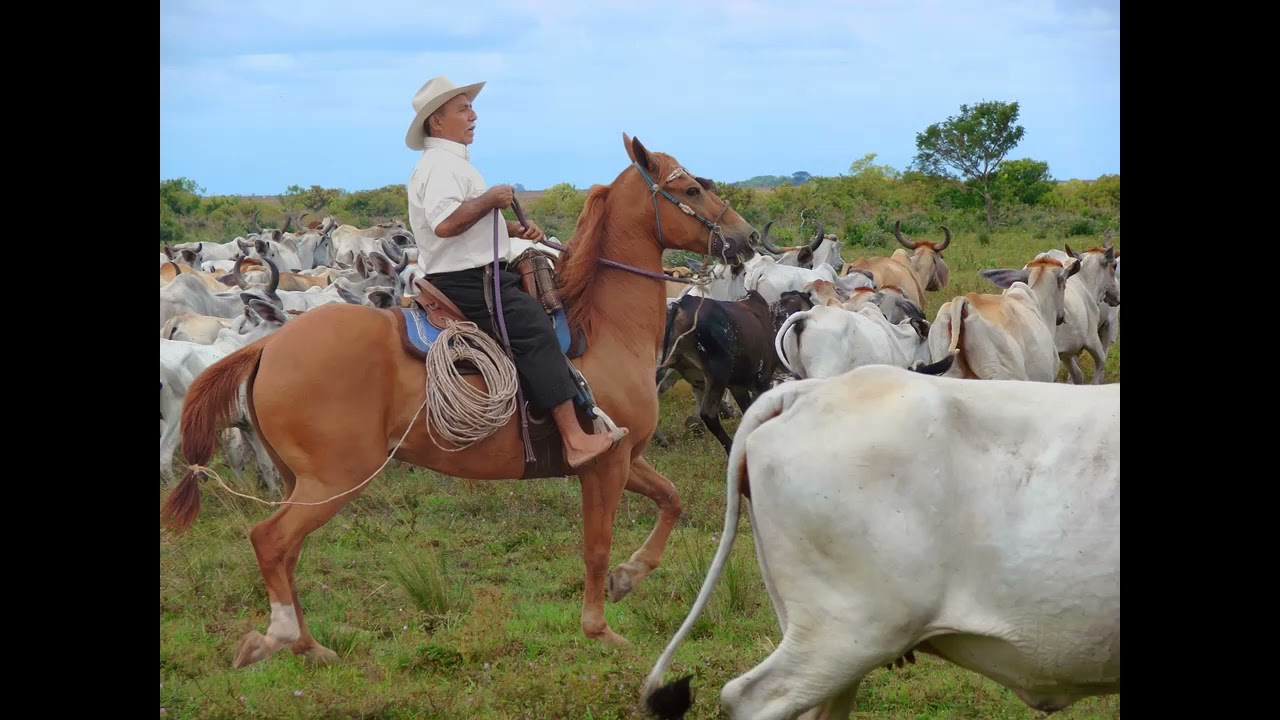12  EL RECORDAR ES VIVIR (Guacharaca)