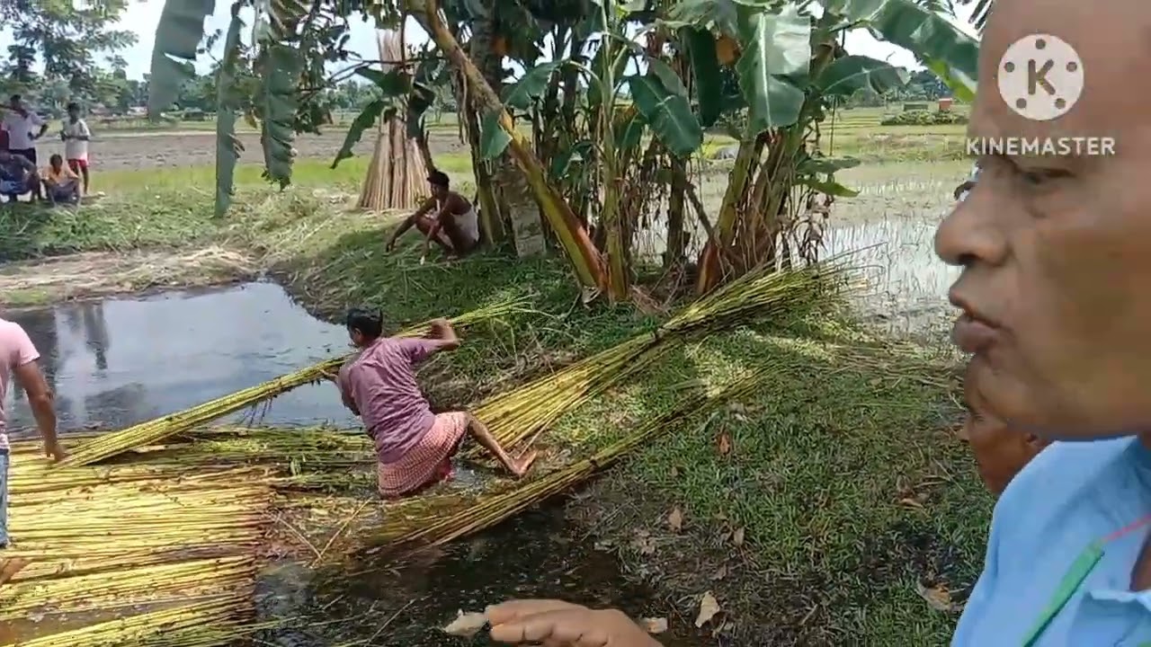 Demonstration by Jute Scientists for Cultivators in Dooars,retting the jute products.