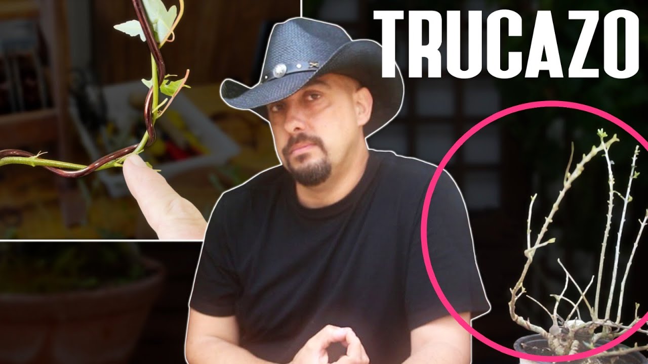 TRUCAZO para revolucionar ramas de sacrificio