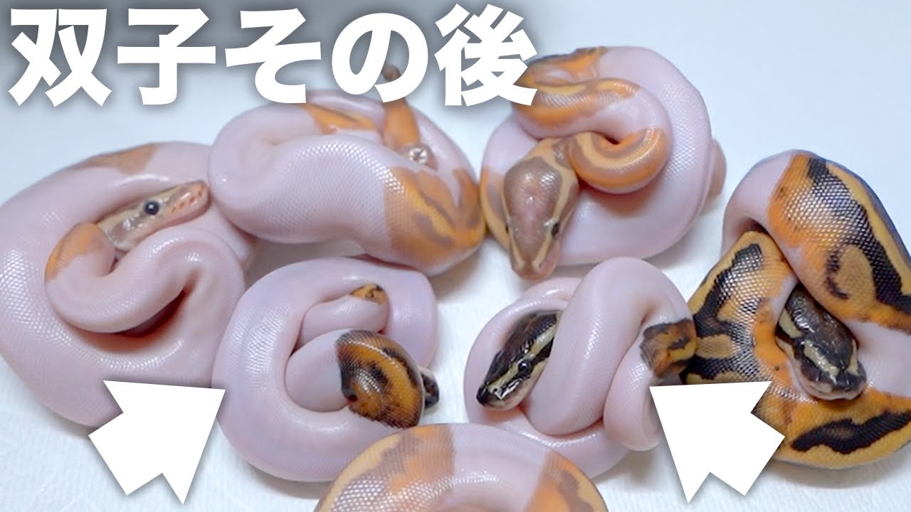 双子の子蛇が卵から出てきました