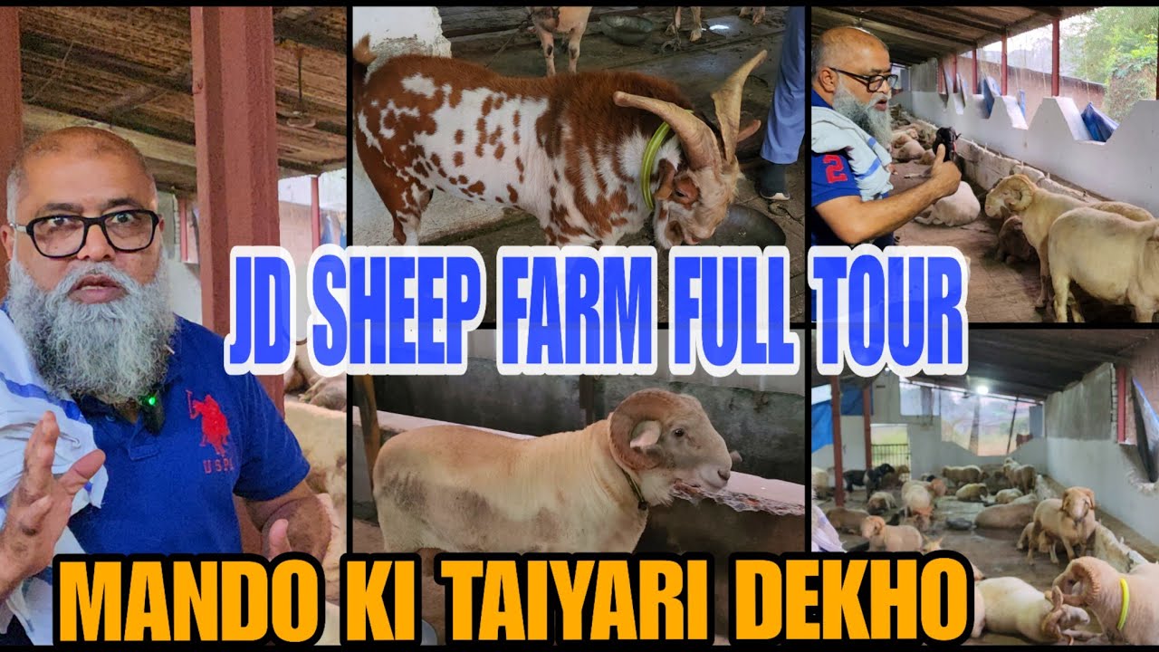 Jd Goat Farm Ka Sheep Farm Full Tour Mando Ki Taiyari Dekho Har Ek Manda Taiyar Ho raha Hai Padgha