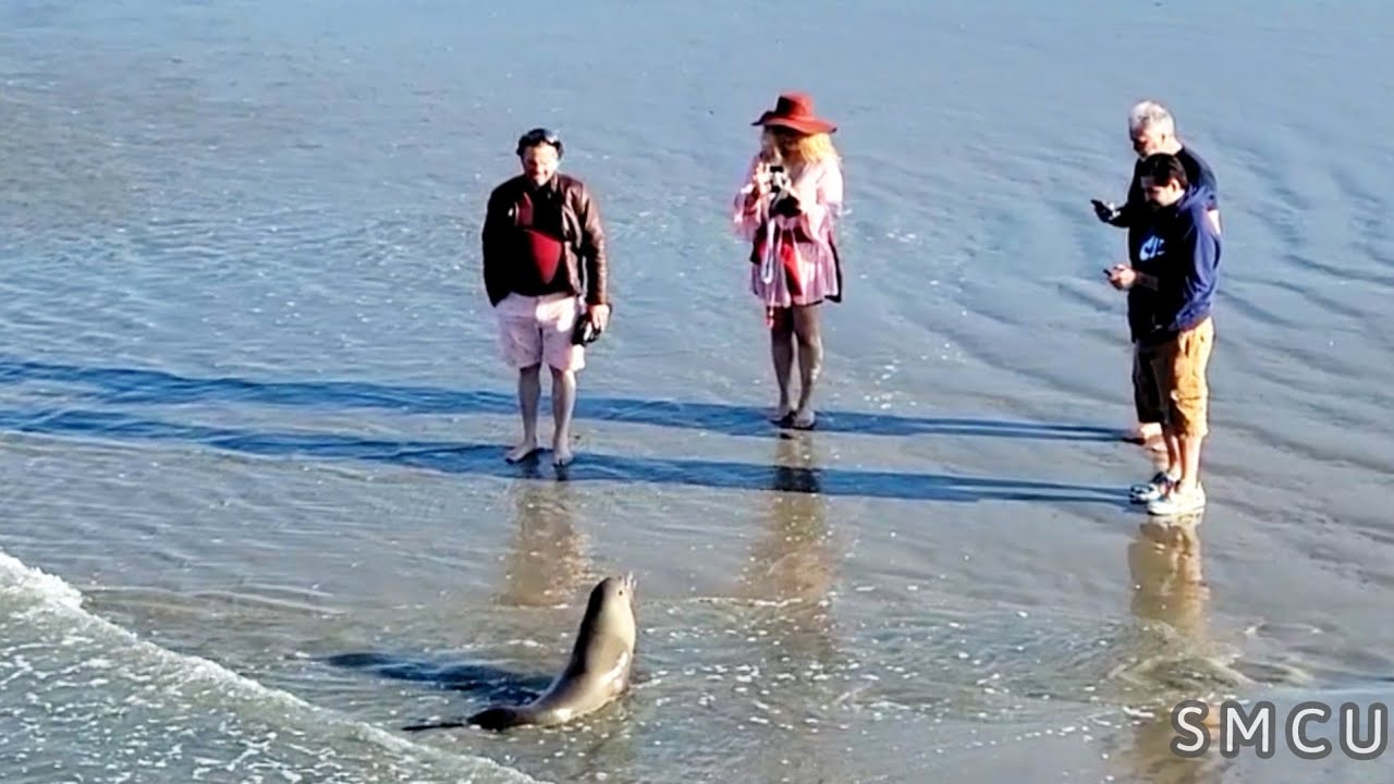 Ill Sea Lion Spotted at Santa Monica Shoreline; Concerns Rise Over Increase in Sick Sea Lions