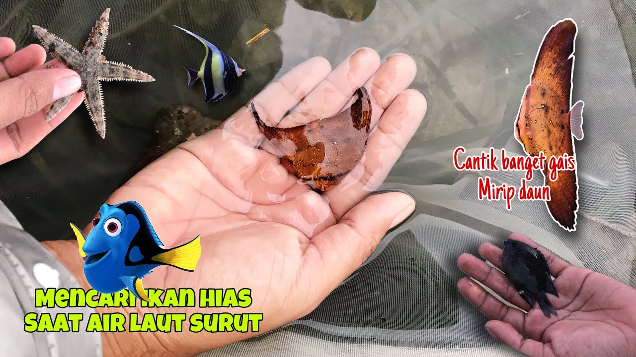 Mencari Ikan Hias eps 47 | dapat ikan platak mirip banget sama daun gaiss