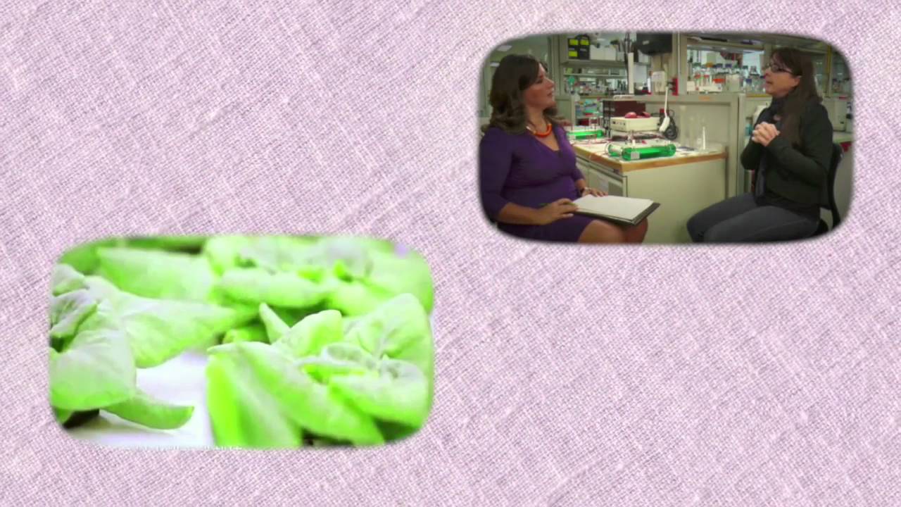 Los transgénicos ¿son buenos o malos para nuestra salud?