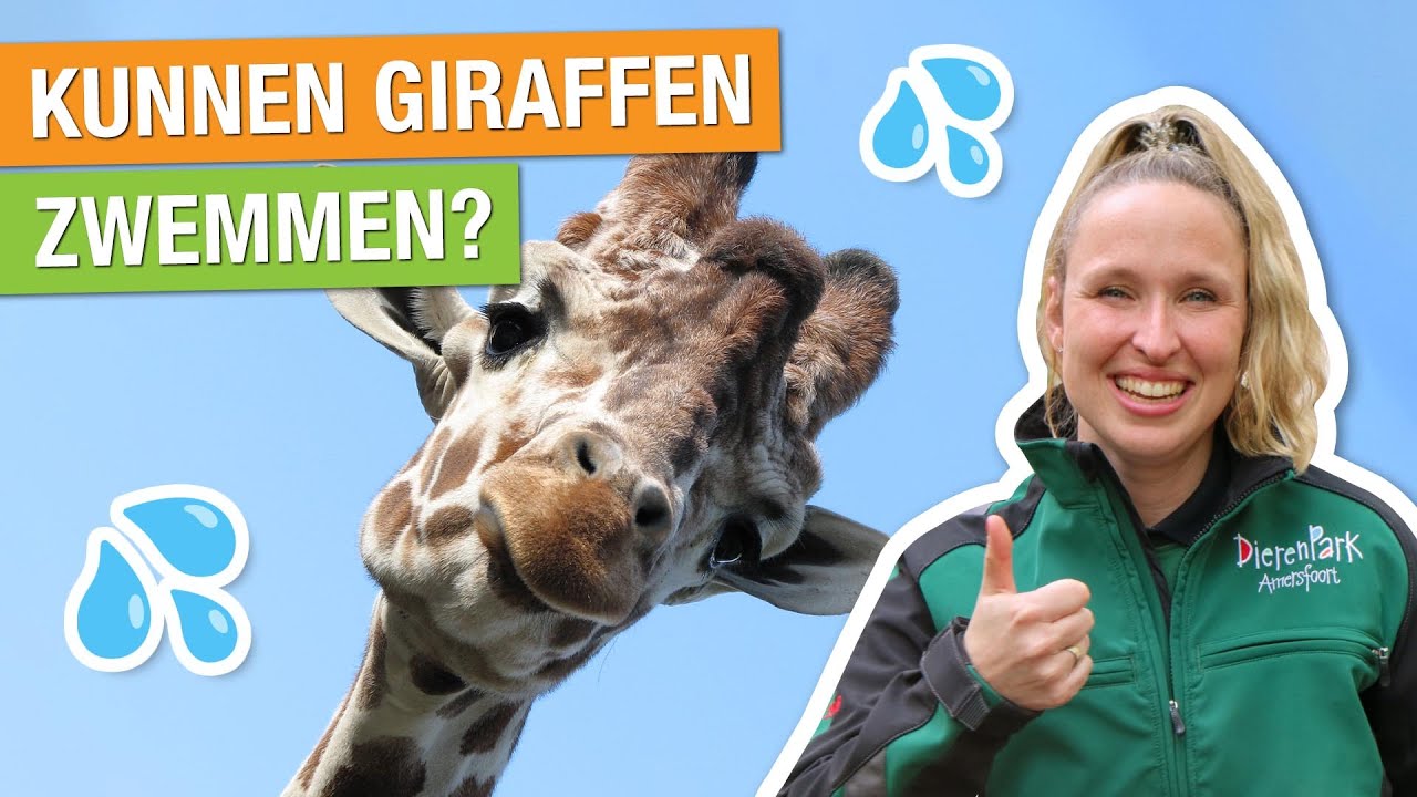 DIT MOET JE WETEN OVER GIRAFFEN + MEEKIJKEN BIJ DE TRAINING! 🦒🤩 | Carlijns Dierenvraag #36
