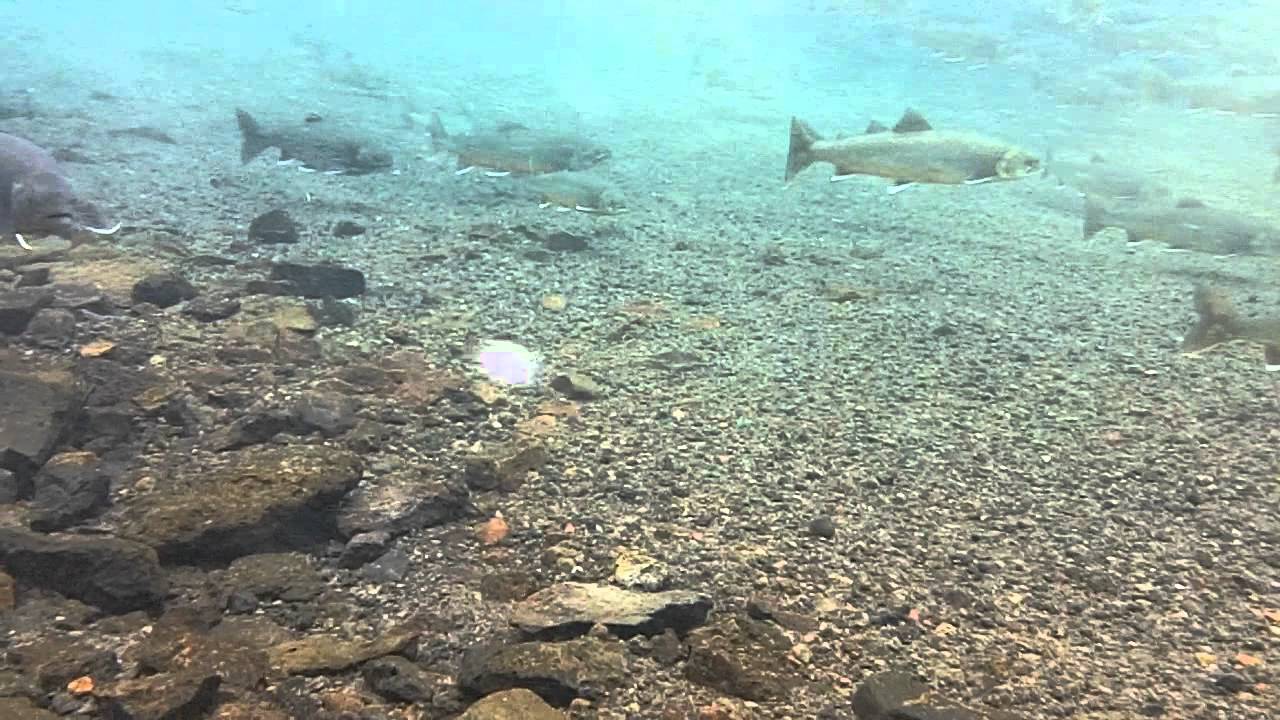 Bleikja 3 Arctic charr, Iceland