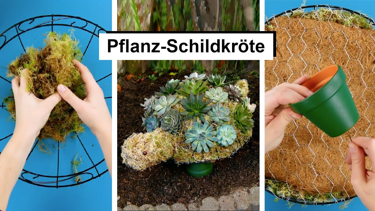 DIY Schildkröte aus Sukkulenten! Kreiere eine einzigartige Gartendeko!