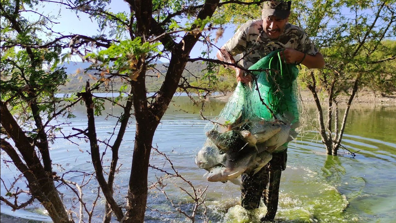 puras mega tilapias tarrayazo de 15 mega tilapias