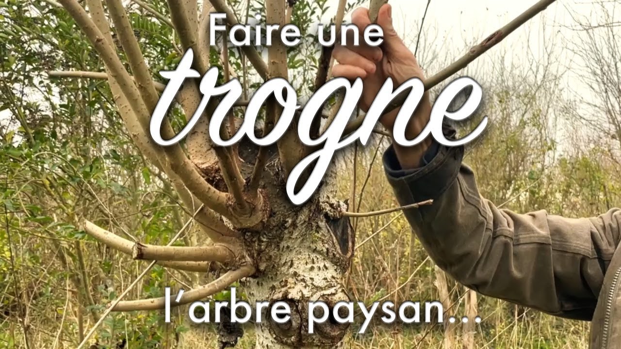 Faire une trogne : l’arbre paysan.