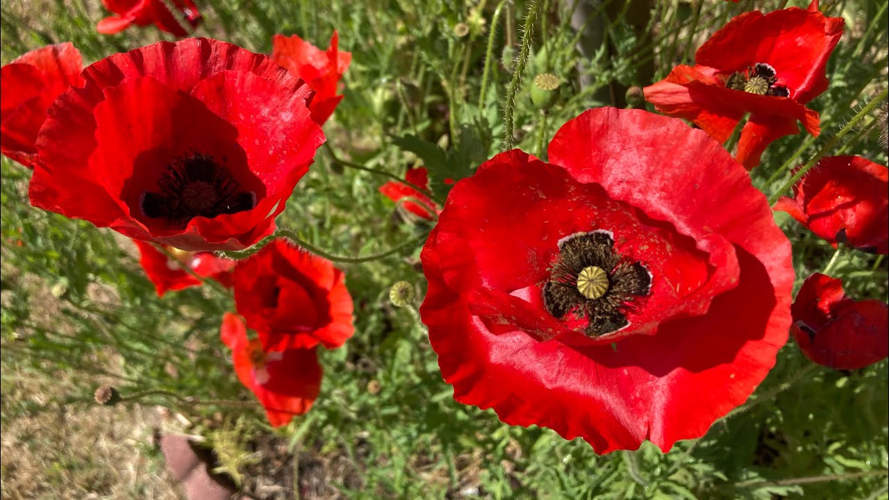 Papaver rhoeas - Flanders Poppy, Corn Poppy, Red Poppy, Shirley Poppy