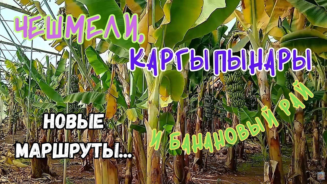 🍌ЧЕШМЕЛИ, КАРГЫПЫНАРЫ ПО НОВЫМ МАРШРУТАМ😎 Мерсин 2026 #Турция #Мерсин #Чешмели #Каргыпынары