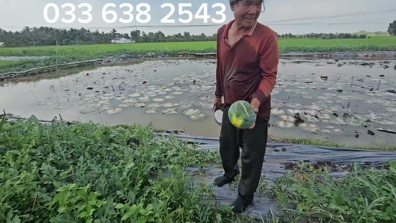 Trồng dưa bằng thân tôm chưng tết trái to