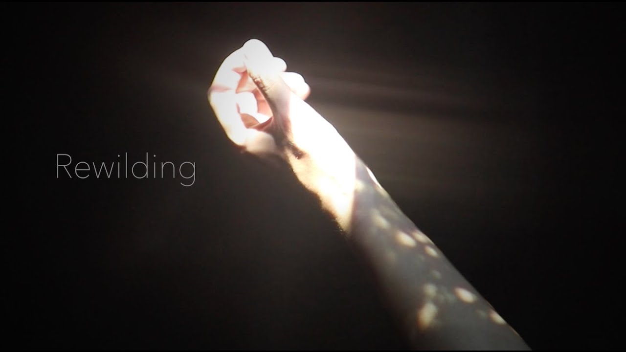 Rewilding- Demo video