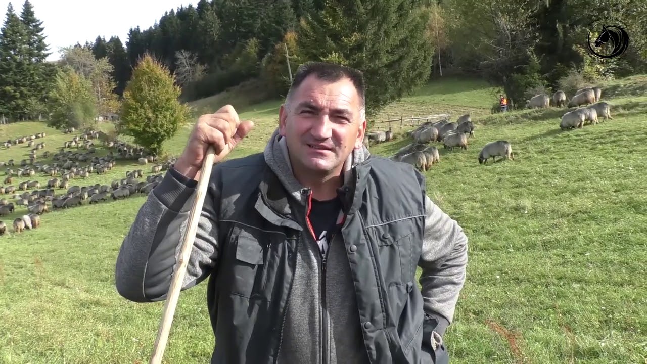 -Dubska pramenka iz stada Željka Miletića sa Sitnice -