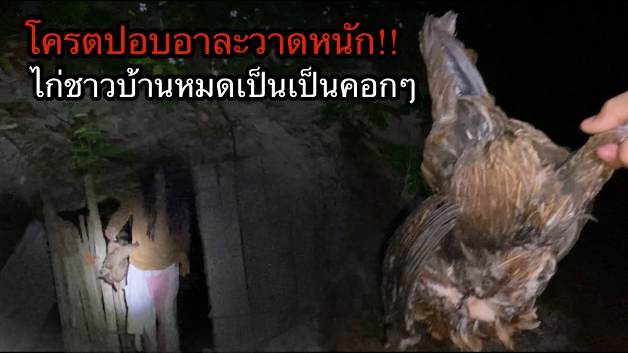 โครตปอบล่าไก่ชาวบ้านหมดเป็นคอก งานนี้ต้องรีบจัดการเดี๋ยวตะบานปลาย