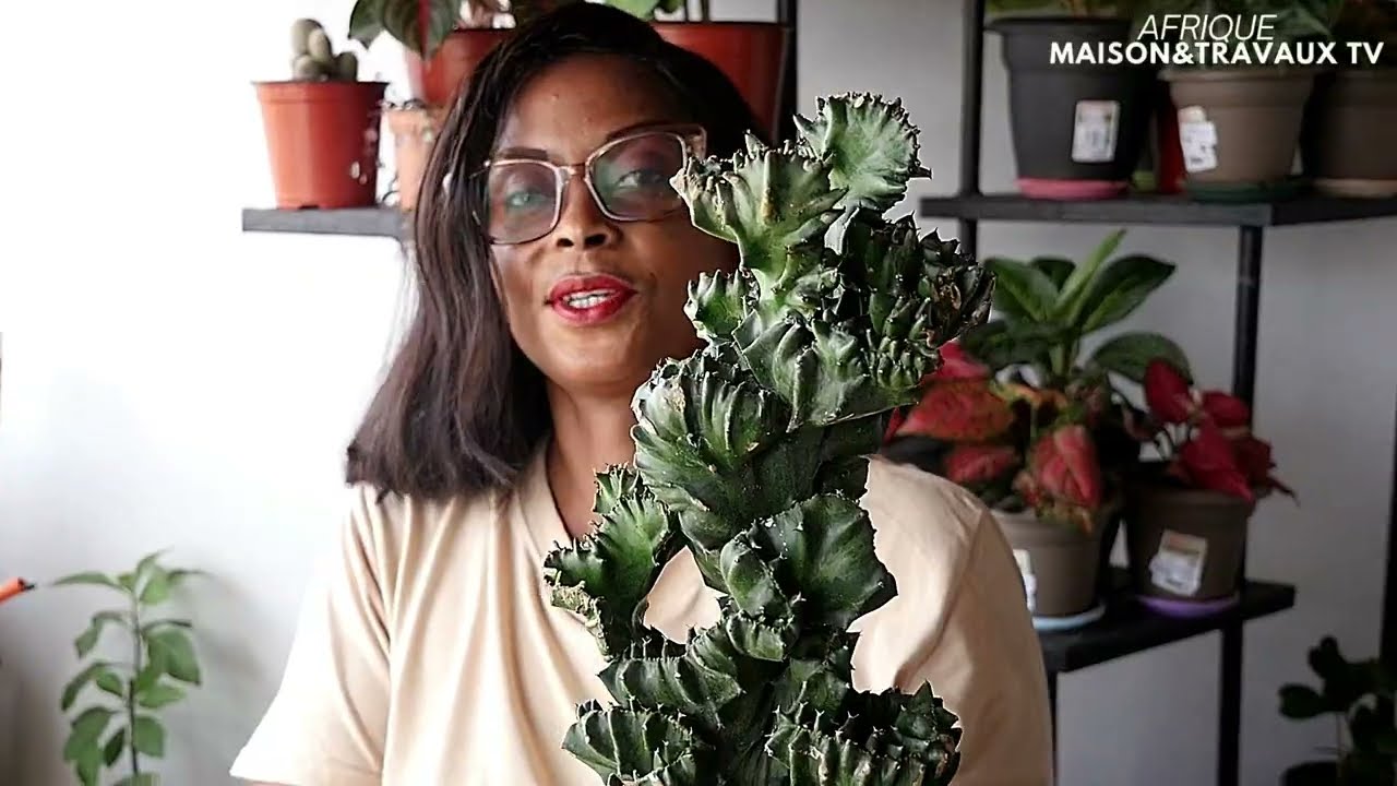 Plantes rares à Abidjan : Sandra Atayi nous ouvre les portes de LS Curiosité