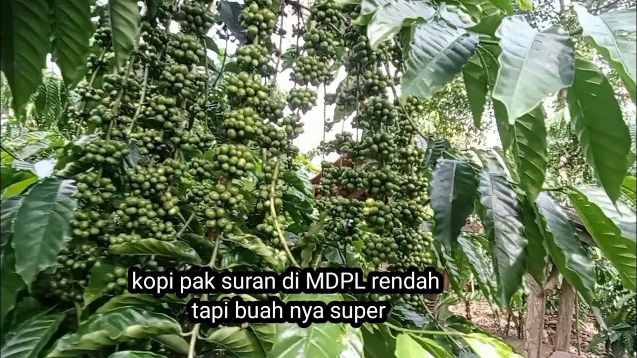 Kopi lancuran milik pak suran sangan luarbiasa