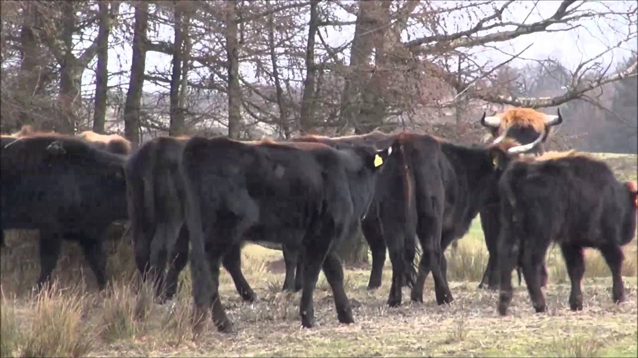 Wisente und Heckrinder, Konik Wildpferde, Cuxhavener Küstenheiden