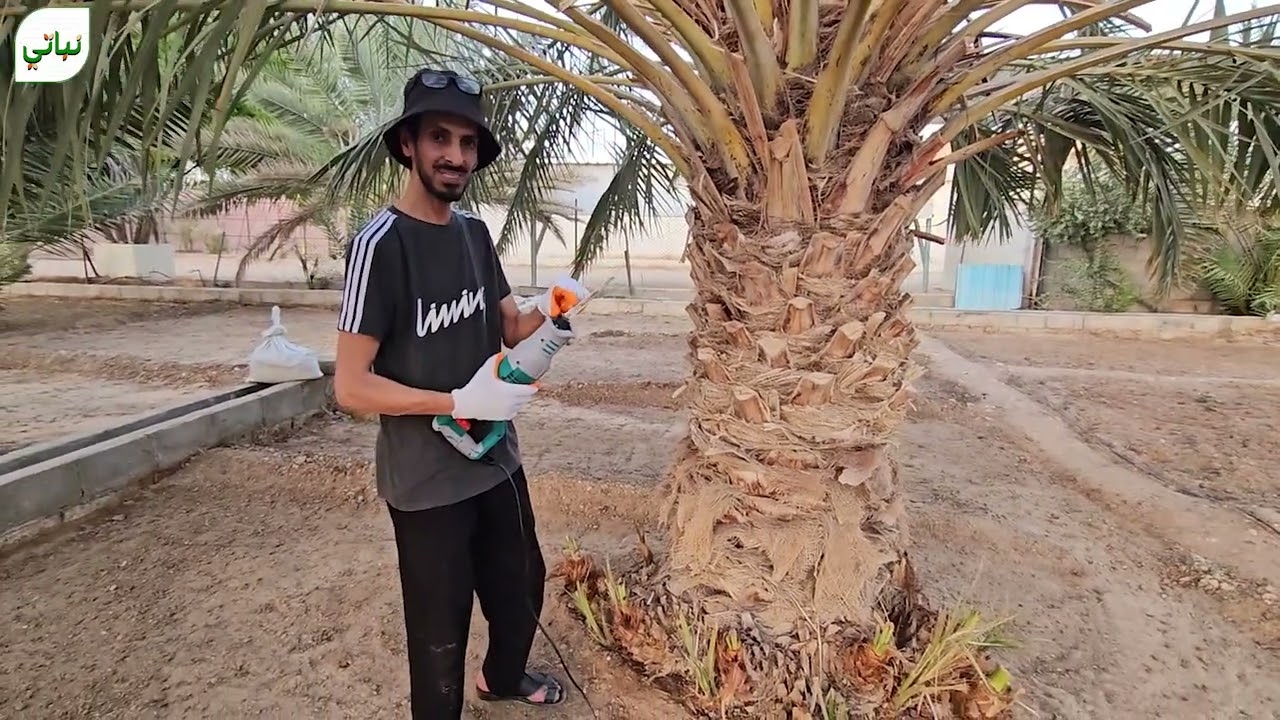 تكريب النخيل