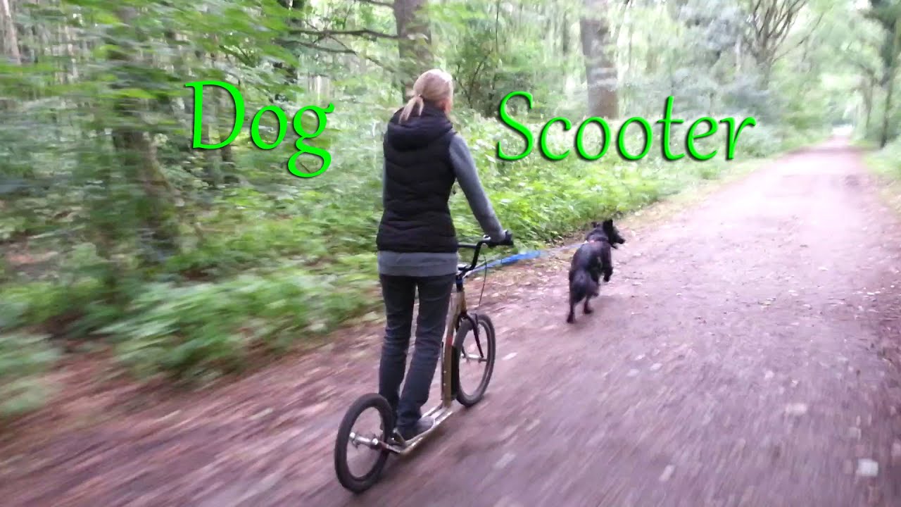 Dogscooter - ein kurzer Einblick