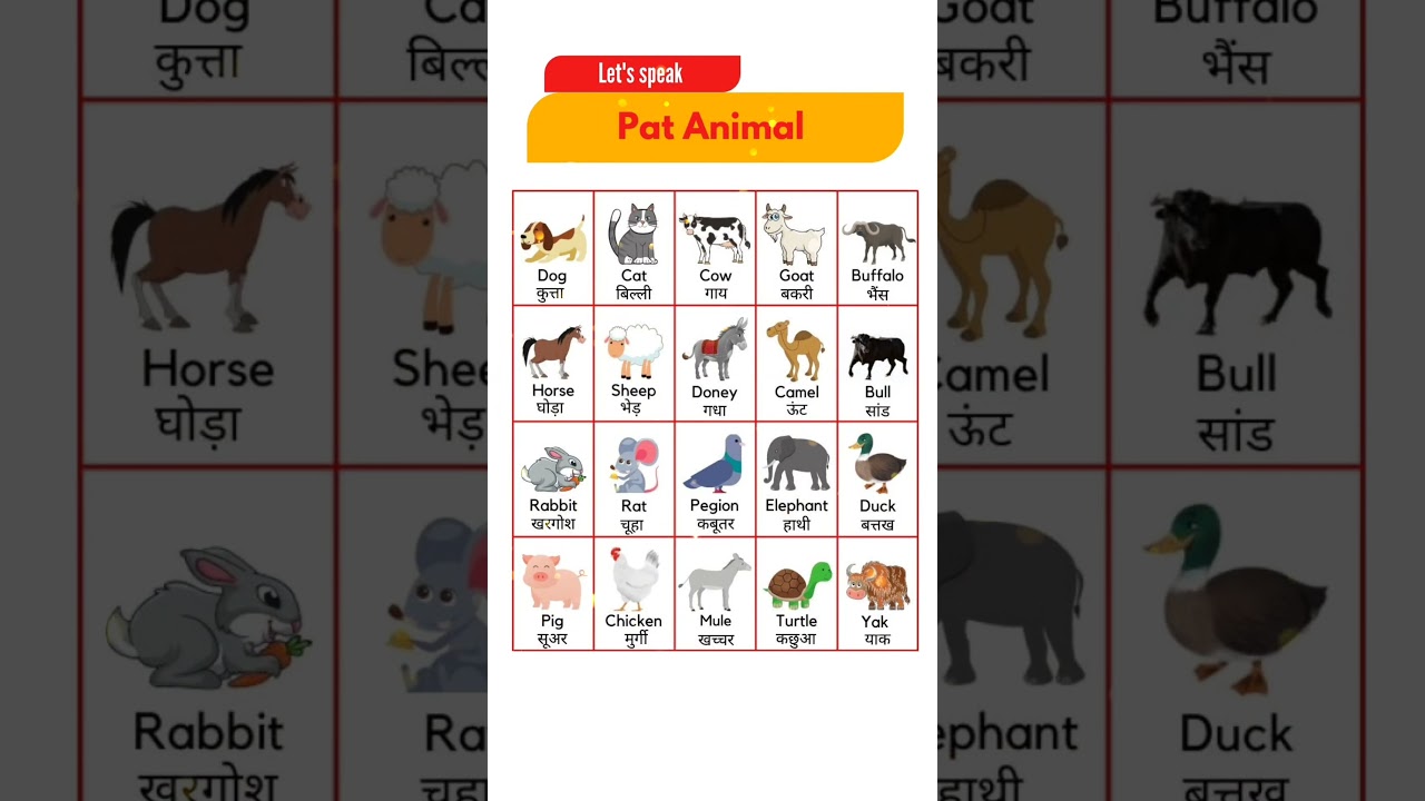 Pet Animals Name in Hindi and English | Names of Pet Animals in Hindi and English