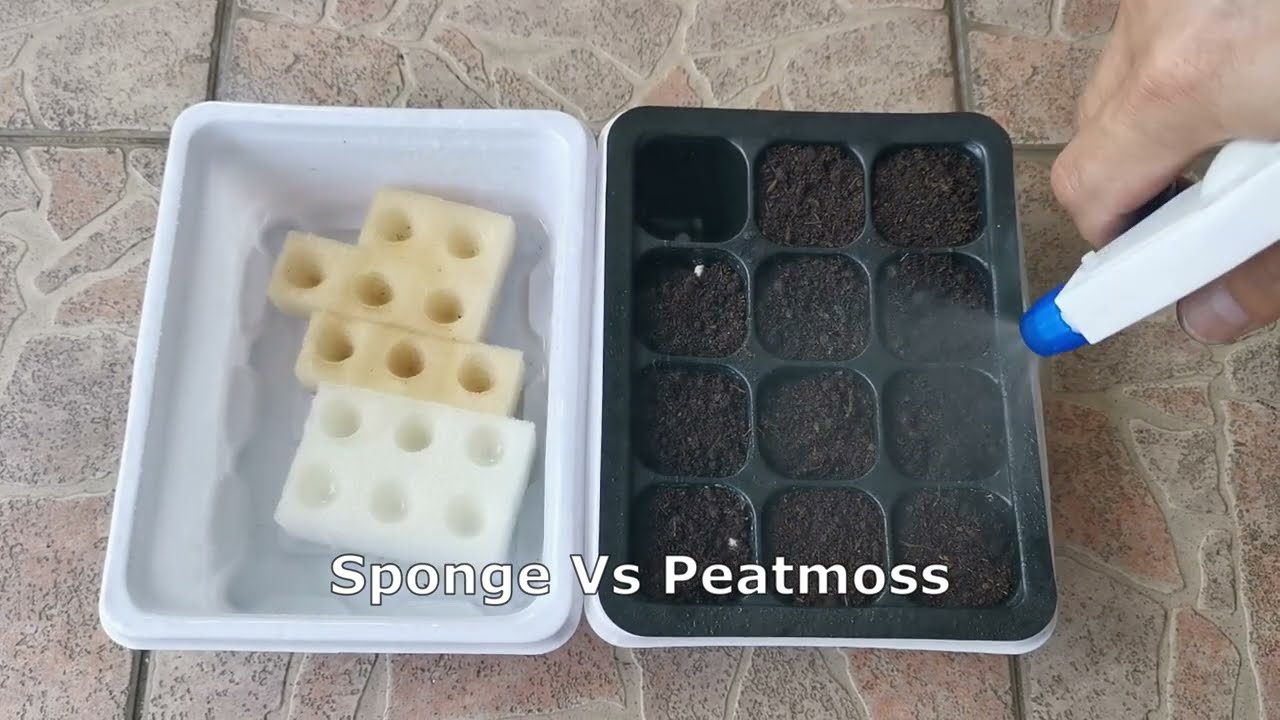 Sponge vs Peatmoss