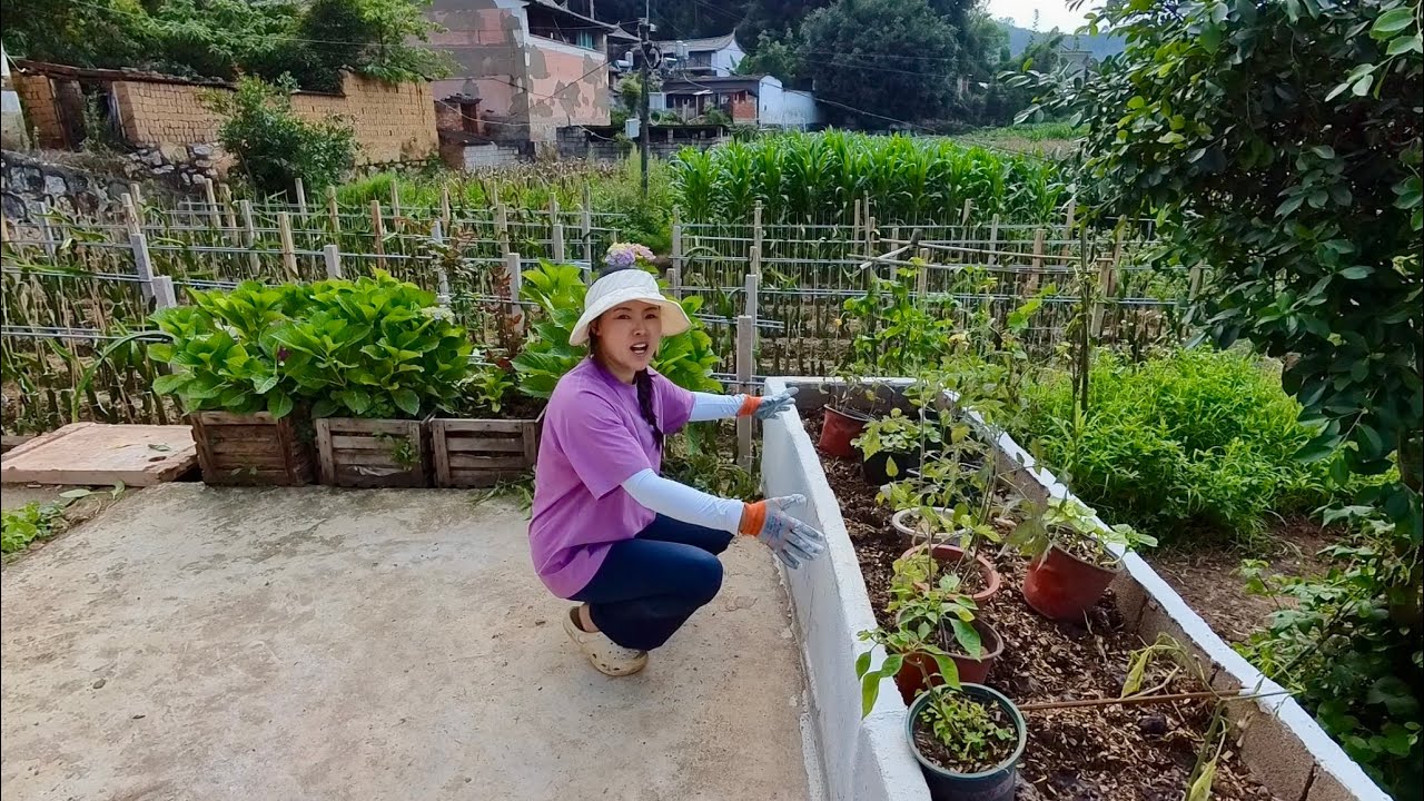 租十年的小院，三個月就換了模樣，還多了花池菜園