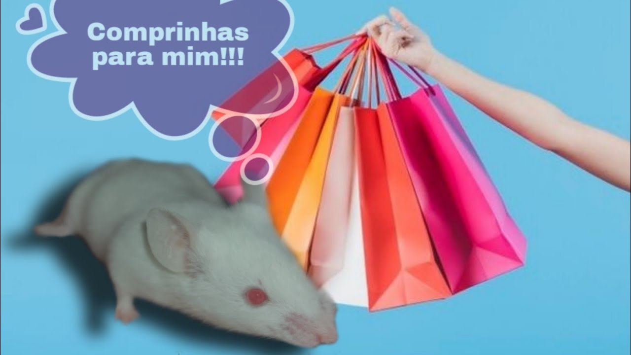 Como criar Camundongo - o que comprar antes para seu pet