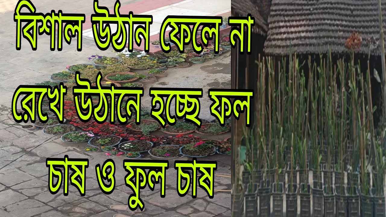 উঠান জুড়ে শুধু শীতের ফুল সাথে রয়েছে বিভিন্ন ফলের গাছ#ফলের _বাগান#শীতের _ফুল#উঠান_ বাগান