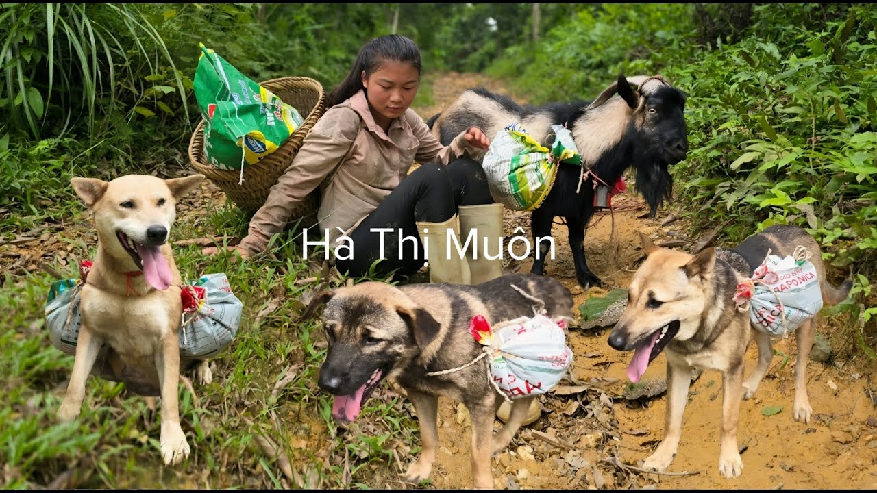 Vietnamese girl with dog and goat carrying fertilizer to fertilize rice field - ha thi muon