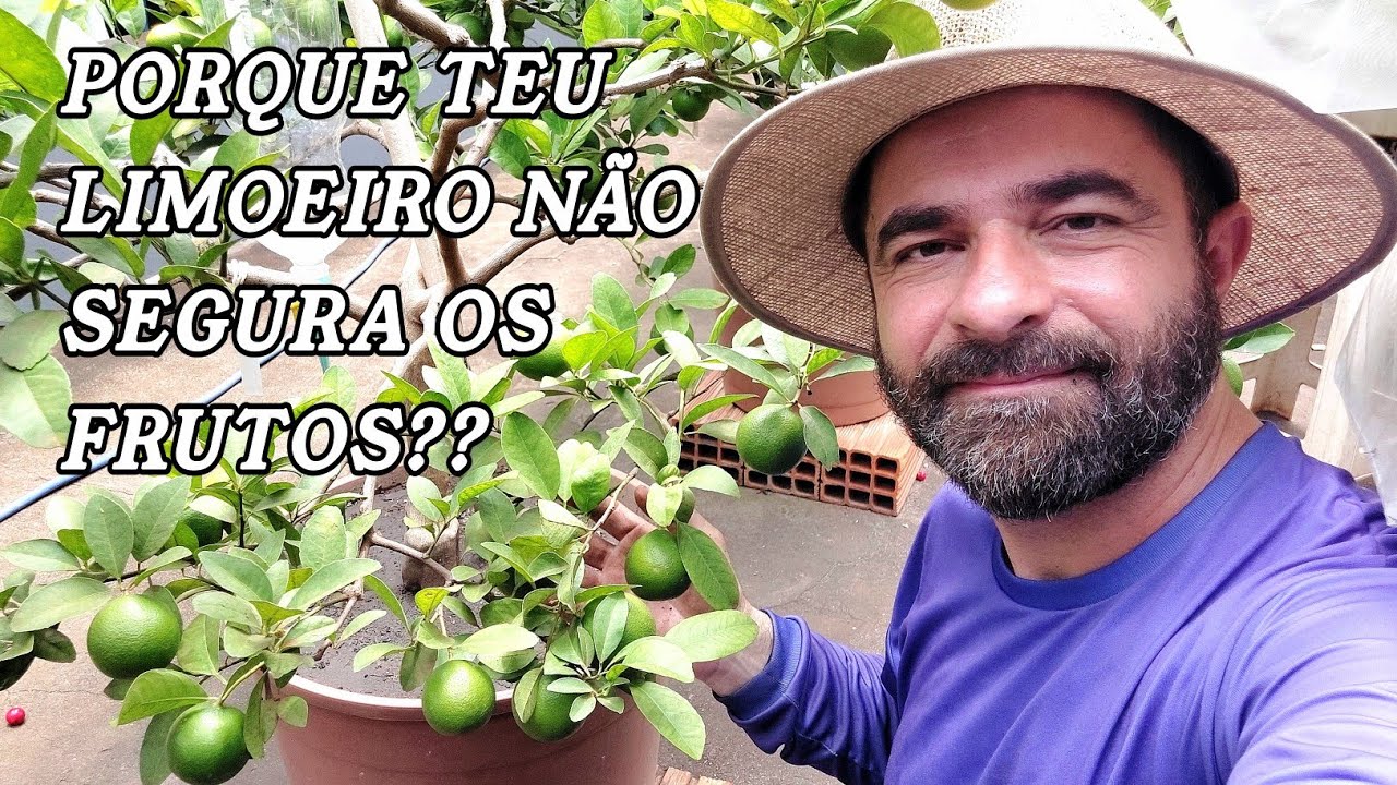 O MAIOR ERRO QUE IMPEDE O LIMOEIRO DE PRODUZIR NO VASO!! #limãotaiti #adubação 