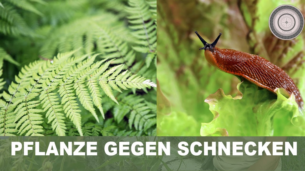 FARNE - eine uralte Pflanze, Bedeutung, Standort, Vermehrung, gegen Schnecken!
