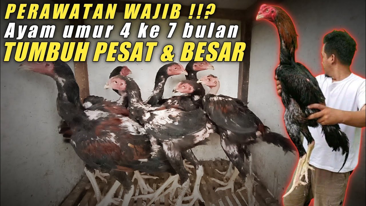 Cara Agar Ayam Umur 4 Bulan Cepat Besar