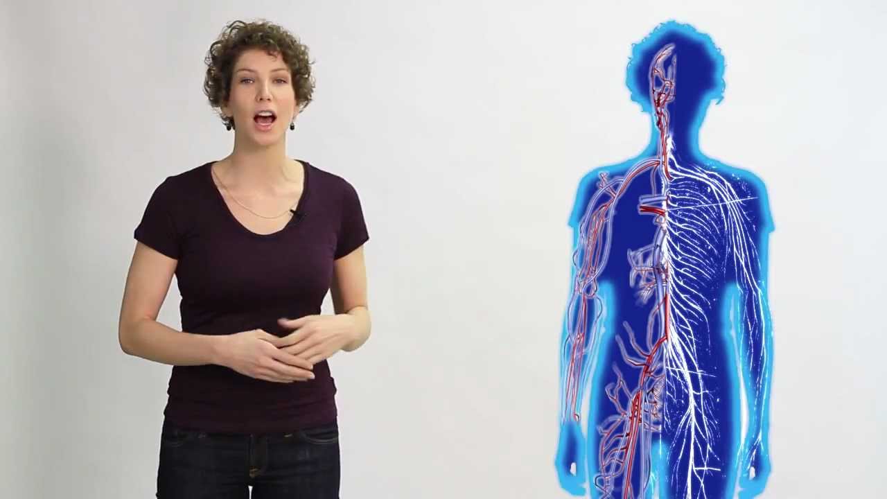 Chakras (Cakras) by The Yoga Chronicles