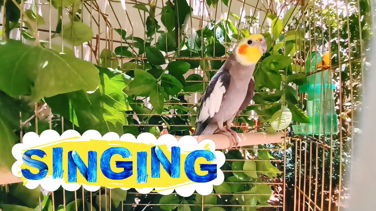 Happy Cockatiel bird Singing and talking in Nature 🌿