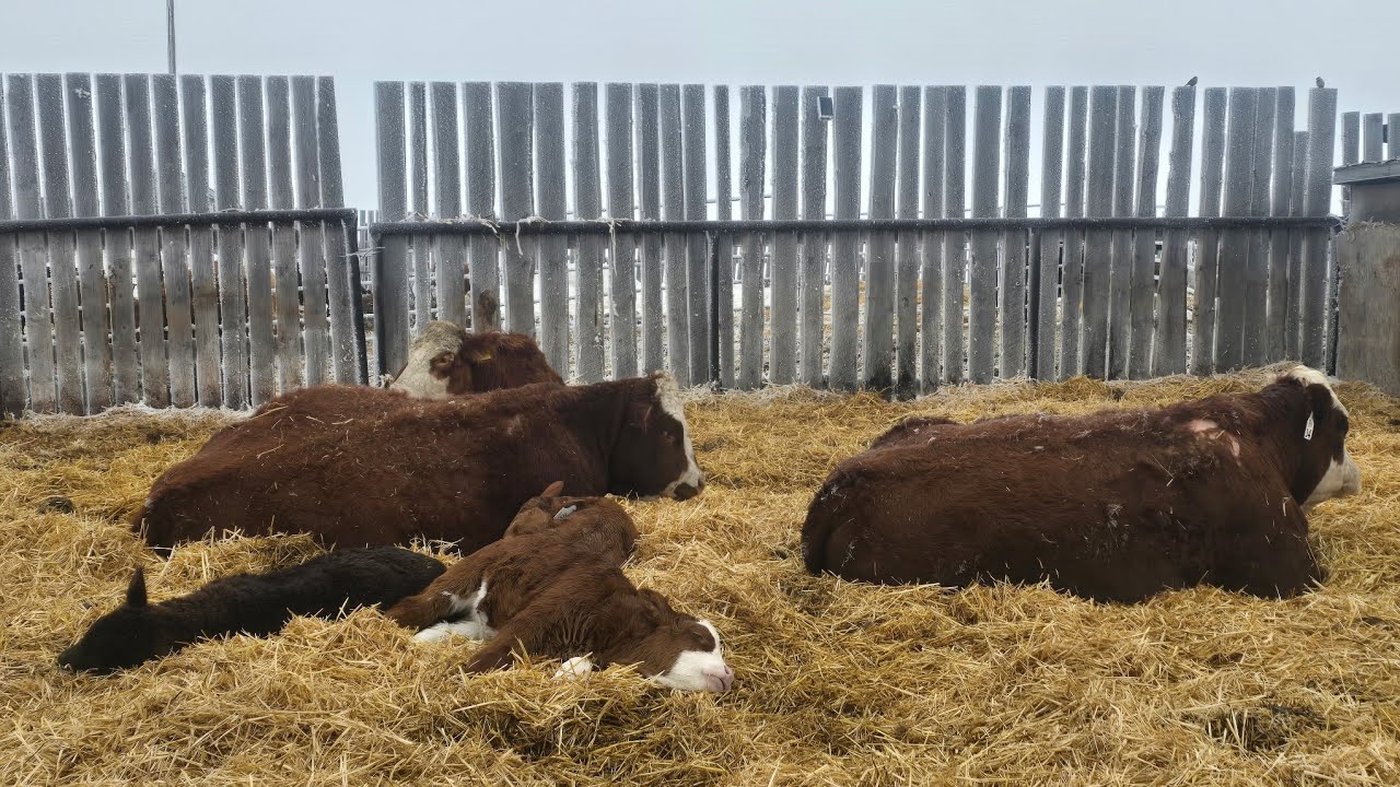 A big ol cow and babies update