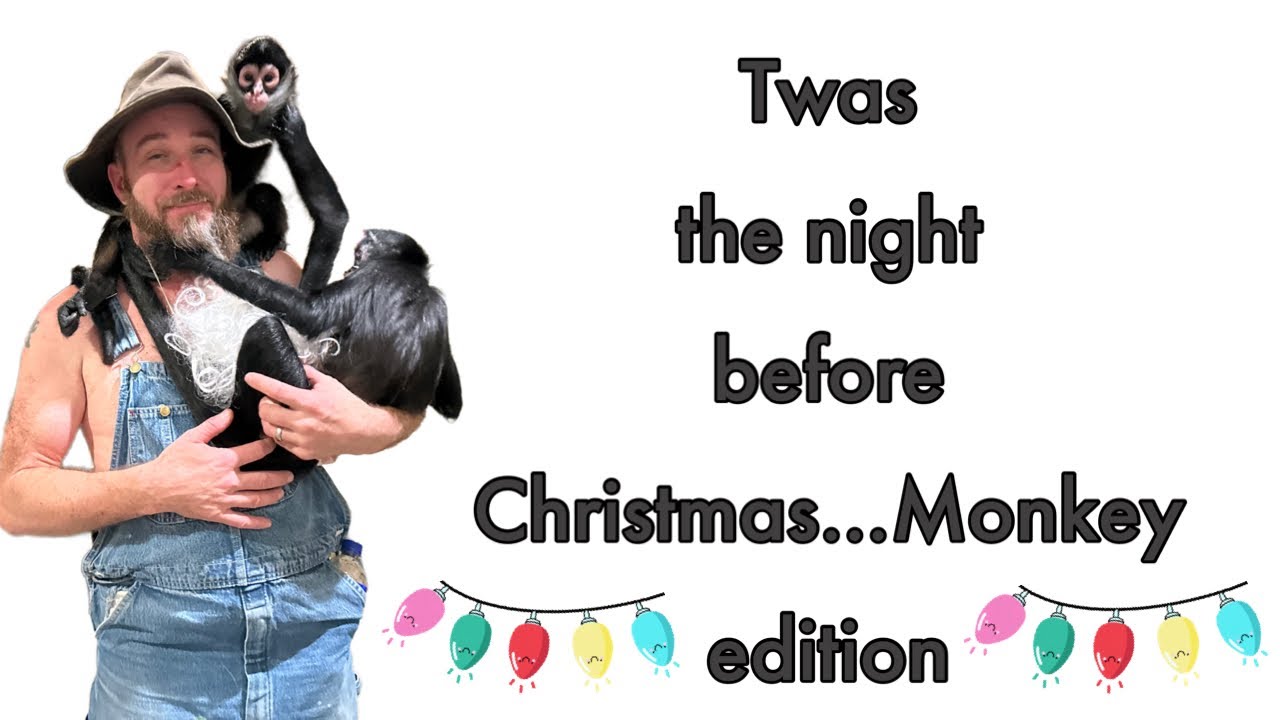 Story time with the monkeys the night before Christmas 🎄 #spidermonkey #capuchin #monkeys