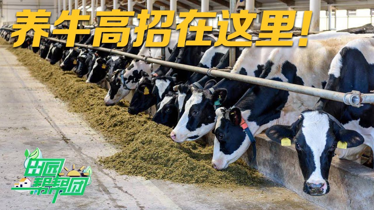 想让奶牛多产奶，其实并不难！先来跟养牛达人一起学习如何给奶牛打造一个舒适的生活环境！丨「田园帮帮团」20230611