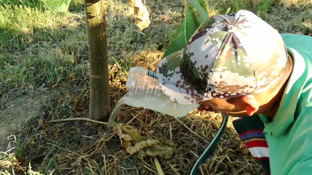 Udam plantele de Paulownia...
