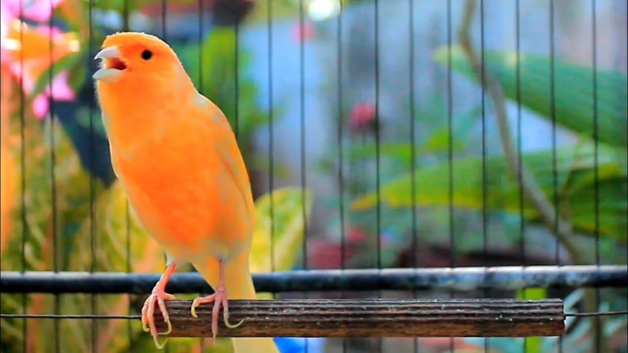 Faça seu canário belga cantar em apenas 1 hora - Treinamento HD incrível! 239