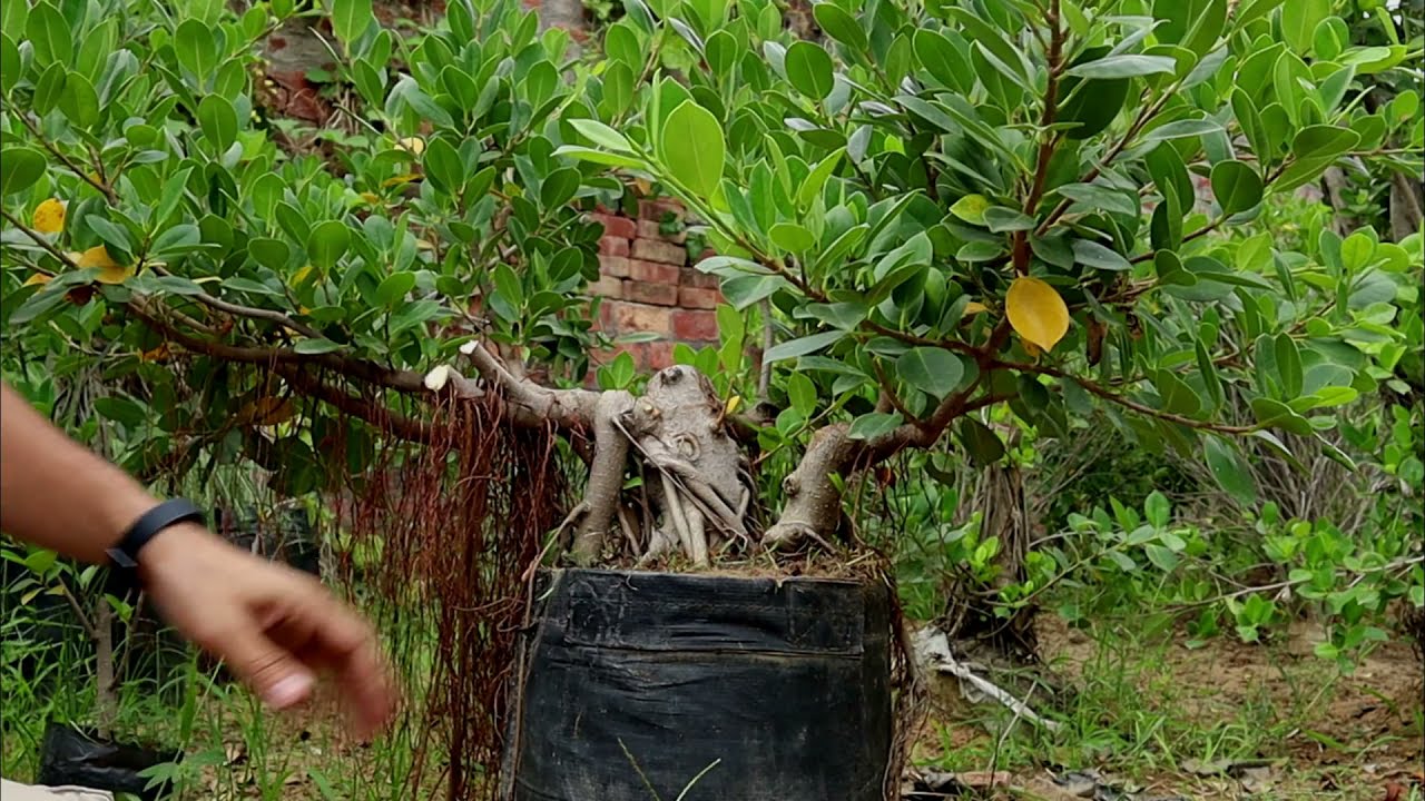 Bonsai कैसे बनाएं , बहुत ही आसान technique!