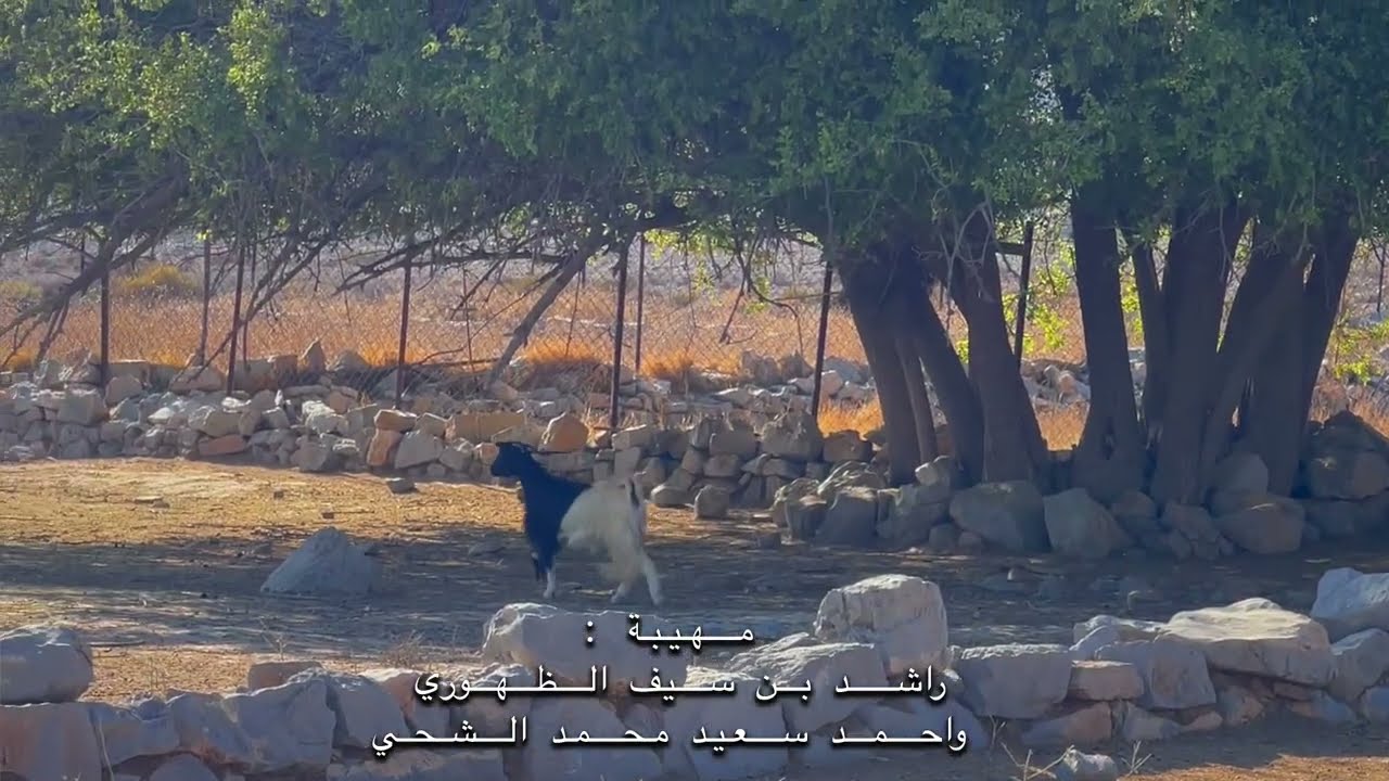 فن المهيبيه | سل اسطام [ راشد سيف الظهوري و احمد سعيد الشحي ]