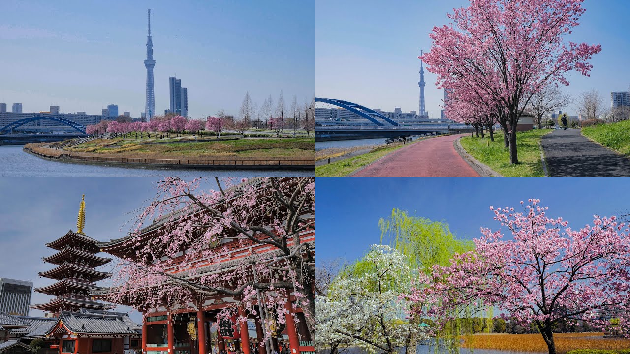 [4K] 早春の東京花景：早咲きの桜(3)：ヨウコウ＆大島桜 他：Tokyo Flower Scenery in early spring,Early blooming Cherry Blossoms