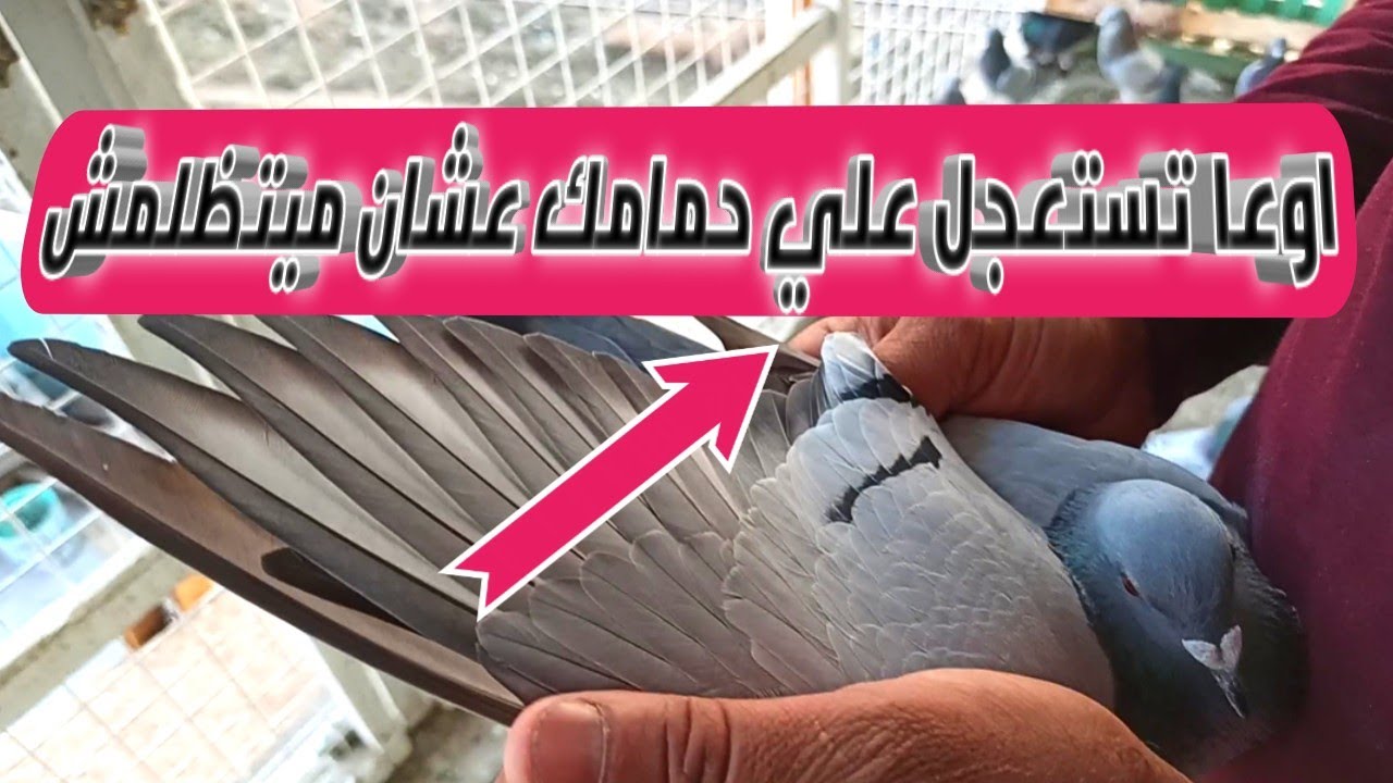 اخطاء غواي الحمام الزاجل المبتدئين في التمرينات اليومين دول وامتا نبدأ التمرينات