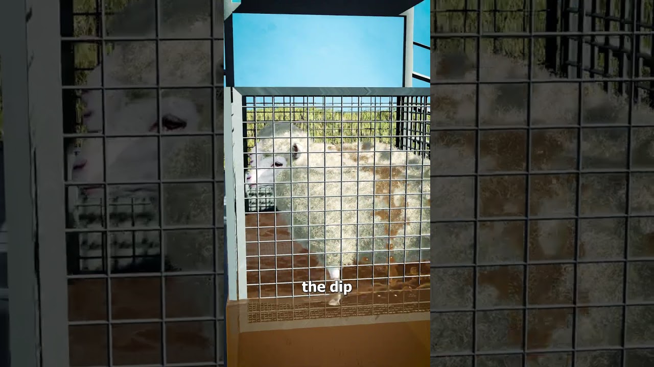 How A Sheep Dipper Works 🤔
