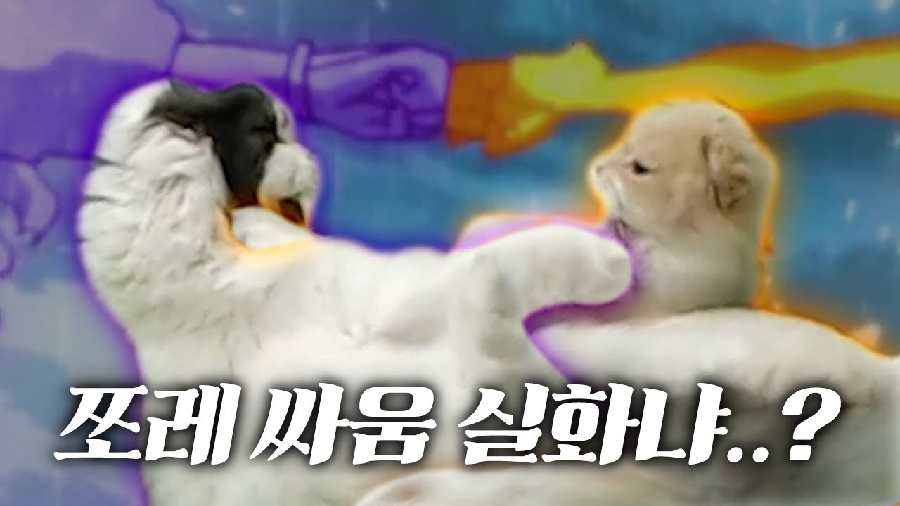 그 얻어맞기만 하던 쪼롱이가 맞냐? 가슴이 웅장해진다... - 따효니의 이모저모