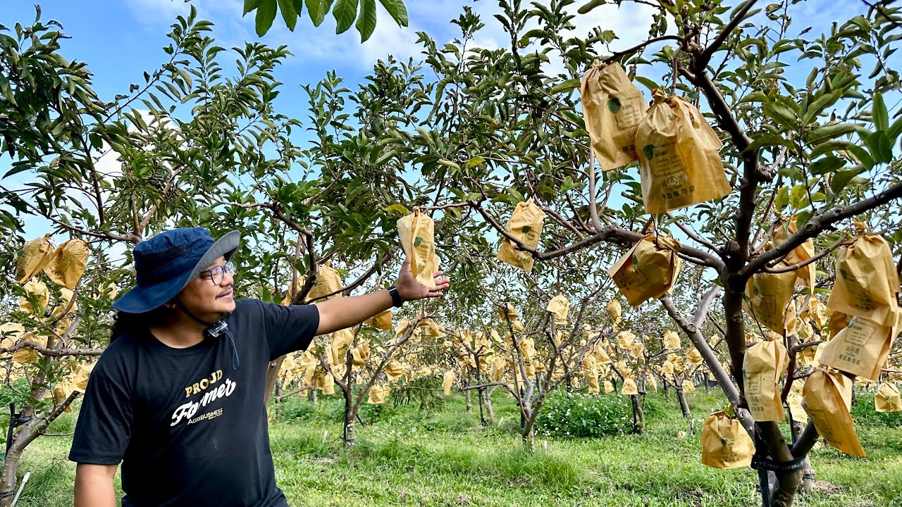 Top Tips for Successful Custard Apple Fruit (Atis) Management: Boost Your Harvest!