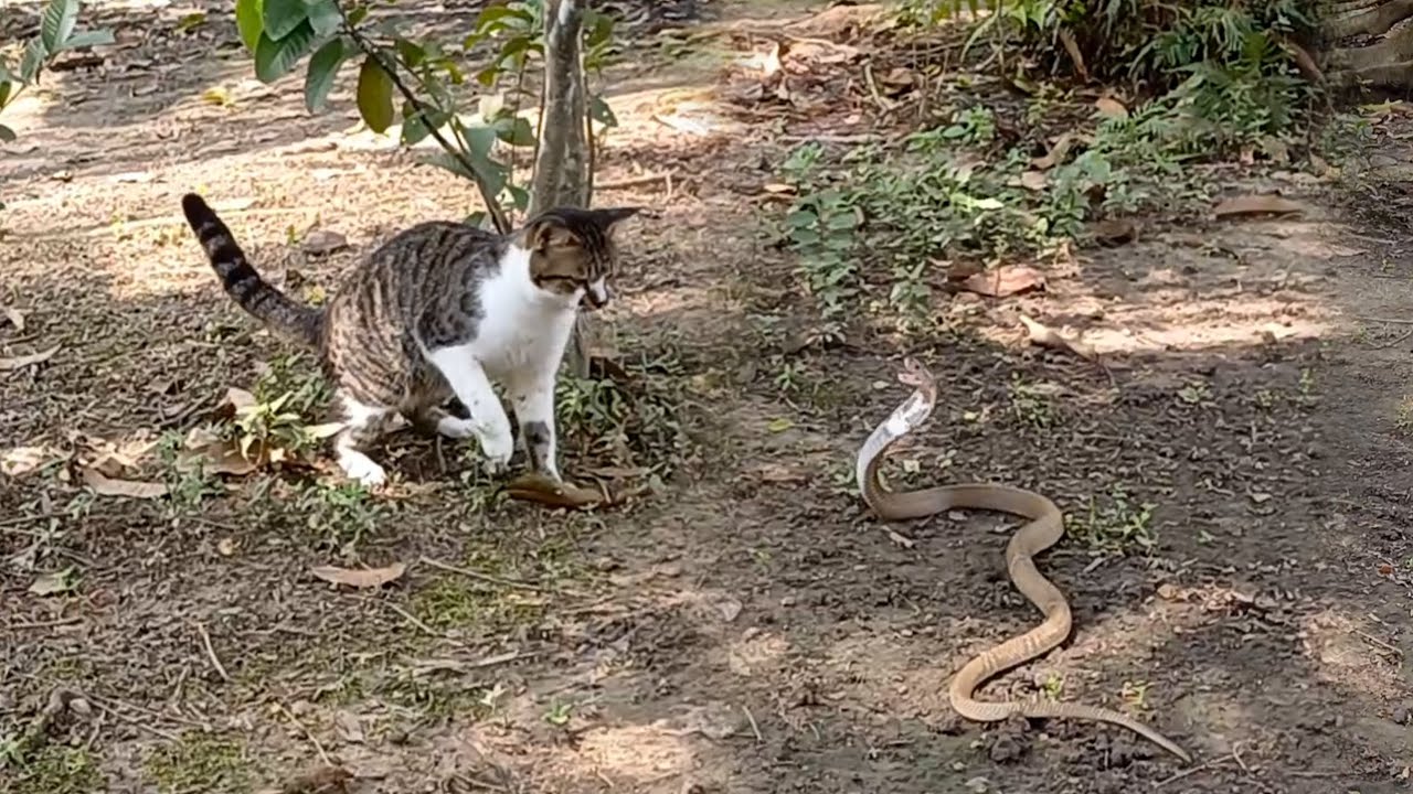 KING COBRA VS KUCING