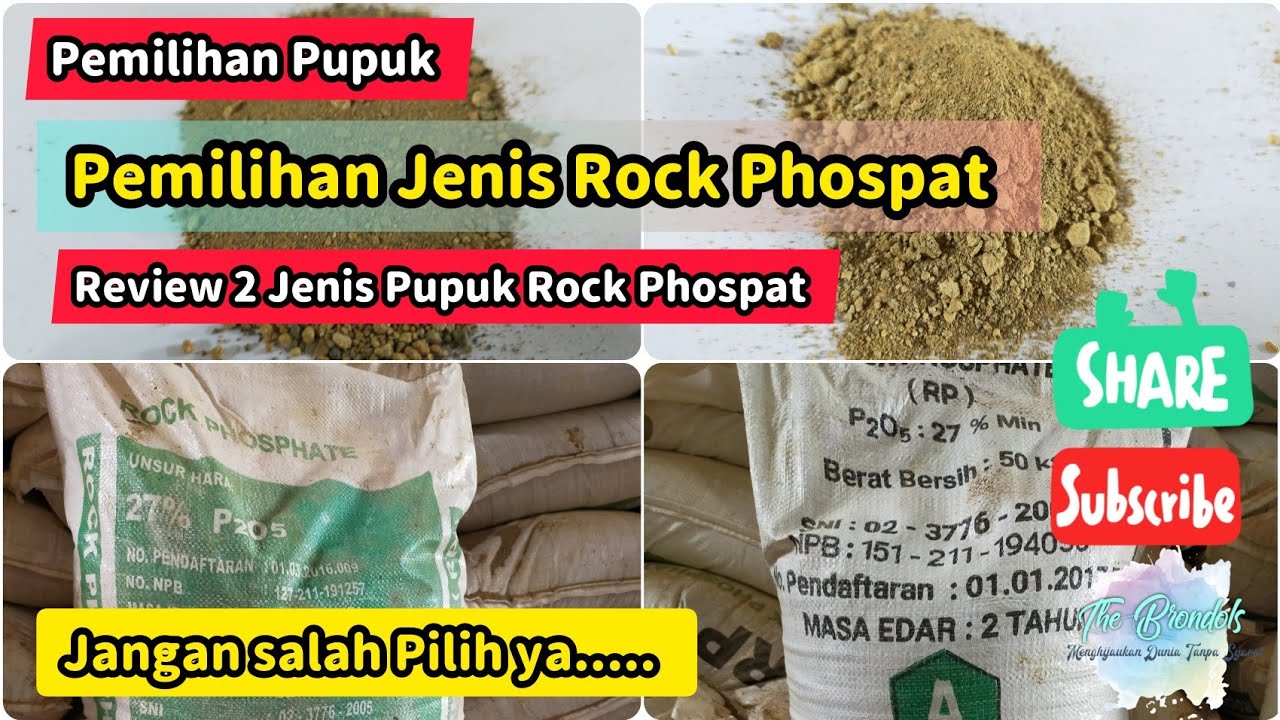 Pemilihan Jenis Rock Phospat || Review 2 Jenis Rock Phosphate ||