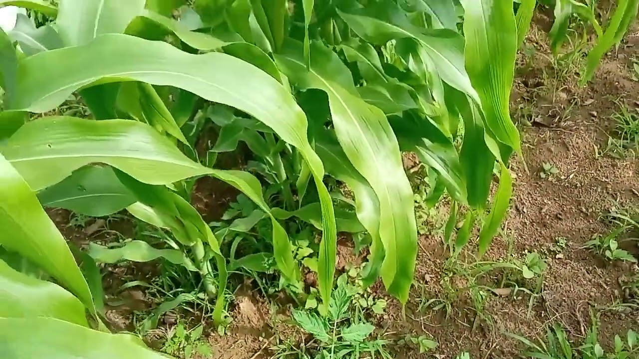 Como está o nosso milho BIOMTRIX 3066